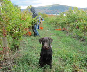 Ingle Vineyard Harvest dog